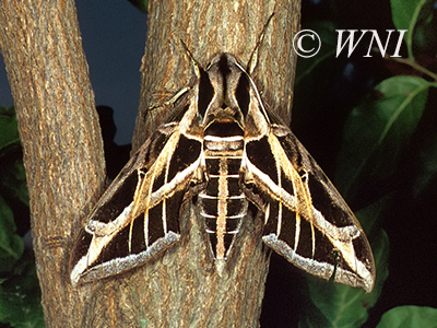 Vine Sphinx (Eumorpha vitis)